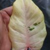 Philodendron Snowdrift – Image 4