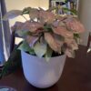 Syngonium Pink Marble – Image 4