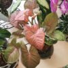 Syngonium Pink Marble – Image 5