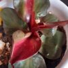 Philodendron Red Heart – Image 5