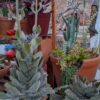 Kalanchoe Beharensis – Image 3