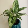 Calathea Vittata – Image 2