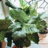 Calathea Musaica Network – Image 3