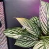 Calathea Vittata – Image 3