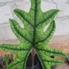 Alocasia Jacklyn – Image 3