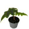 Alocasia Jacklyn