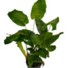 Calathea Musaica Network