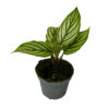 Calathea Vittata