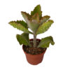 Kalanchoe Beharensis
