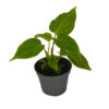 Philodendron verrucosum Incensi