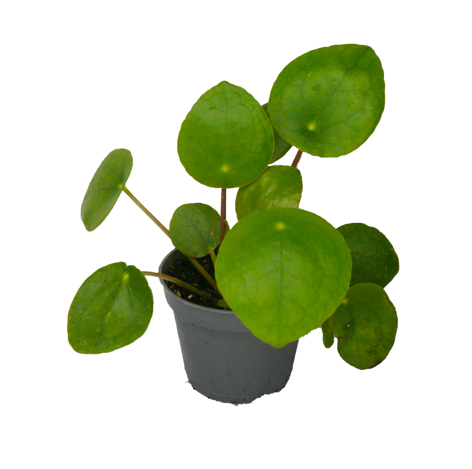 Pilea peperomioides - plante pour intérieurs & terrariums