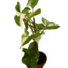 Syngonium albo variegata