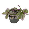 Tradescantia Cerinthoides Sweetness