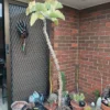 Kalanchoe Beharensis – Image 2