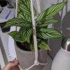 Calathea Vittata – Image 4