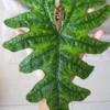 Alocasia Jacklyn – Image 4