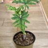 Alocasia Jacklyn – Image 2