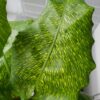 Calathea Musaica Network – Image 2