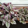 Tradescantia Cerinthoides Sweetness – Image 4