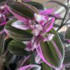 Tradescantia Cerinthoides Sweetness – Image 3