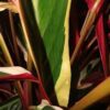 Stromanthe Sanguinea Triostar – Image 5