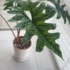 Alocasia Jacklyn – Image 5