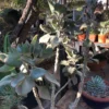 Kalanchoe Beharensis – Image 4