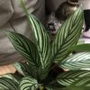 Calathea Vittata – Image 5
