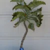 Kalanchoe Beharensis – Image 5