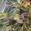 Tradescantia Cerinthoides Sweetness – Image 5