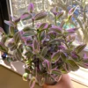 Tradescantia Cerinthoides Sweetness – Image 2