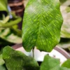 Calathea Musaica Network – Image 4