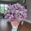 Tradescantia Cerinthoides Sweetness – Image 6