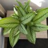 Calathea Vittata – Image 6
