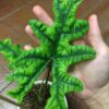 Alocasia Jacklyn – Image 6