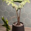 Alocasia Jacklyn – Image 7