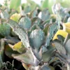 Kalanchoe Beharensis – Image 6