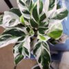 Calathea White fusion – Image 3