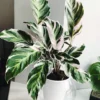 Calathea White fusion – Image 2