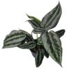 Schismatoglottis hainanensis motleyana Silver Indukan