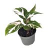 Calathea White fusion