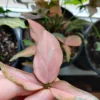 Syngonium Pink Perfection – Image 4