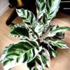 Calathea White fusion – Image 4