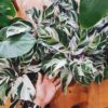 Calathea White fusion – Image 5