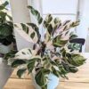 Calathea White fusion – Image 6