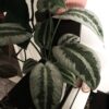 Schismatoglottis hainanensis motleyana Silver Indukan – Image 2