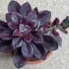 Echeveria nodulosa maruba benitsukasa – Image 3