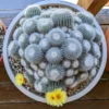 Notocactus scopa albispinus – Image 3