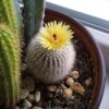 Notocactus scopa albispinus – Image 4