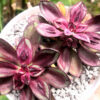 Echeveria nodulosa maruba benitsukasa – Image 2